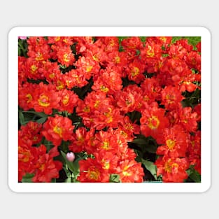 Red Tulips Sticker